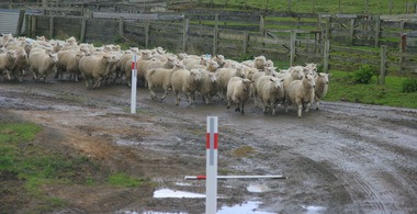 Schafe - Neuseeland