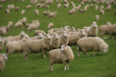 Schafe - Neuseeland