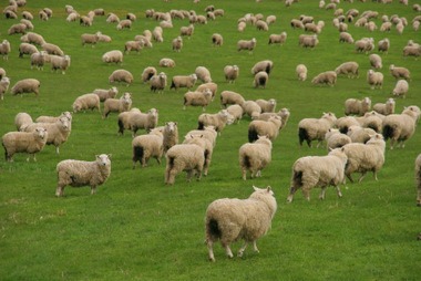 Schafe - Neuseeland