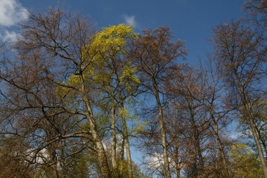 Frühling im Schlosspark