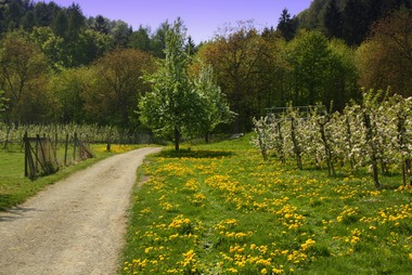 Löwenzahn