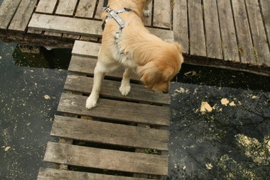 was schwimmt denn da?