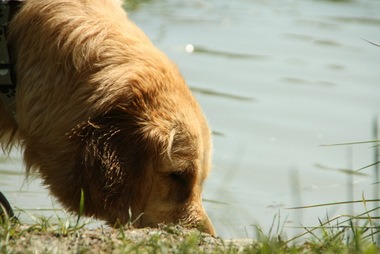Wasser!