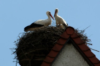 Storchenpaar in Möggingen