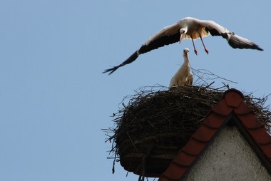 Futter besorgen