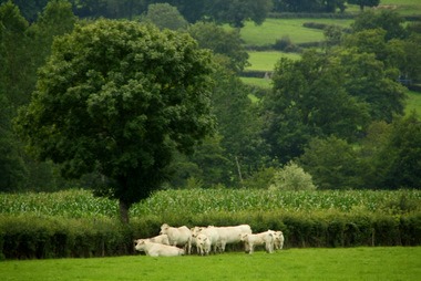 Charolais Rinder