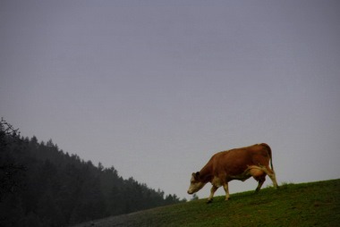nicht alle mögen Sheeba