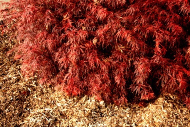 rot
