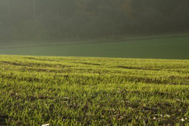 schon wieder Frühling?