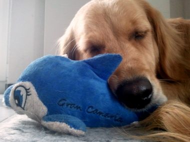 wer hat schon einen Delfin zum Freund?