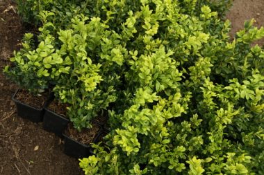 Buxus sempervirens Arborescens