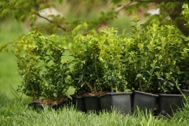 Buxus sempervirens Arborescens