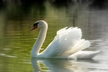 am See