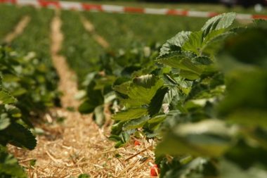 auf der Plantage