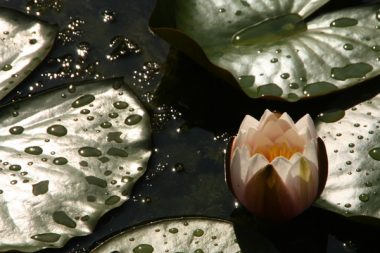 Seerosenblüte