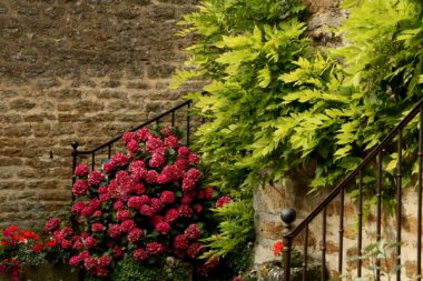 Hortensie und Glyzinie