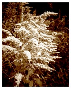 by the wayside