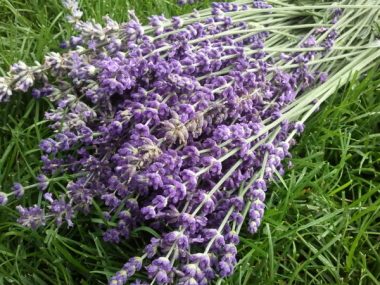 Lavendel