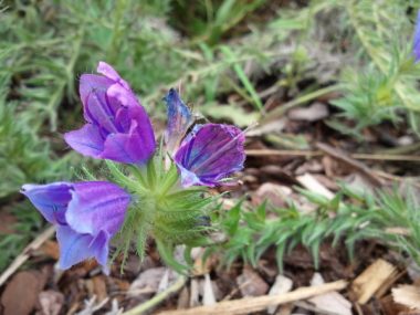 Sommerblüte