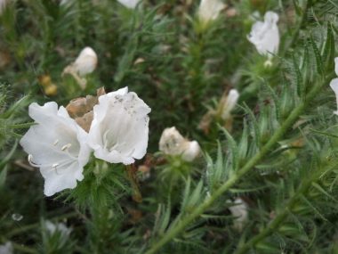 Sommerblüte