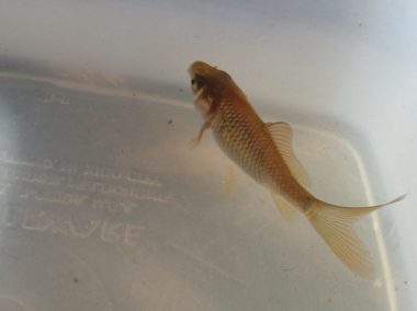 Käpt'n Nemo on Tour