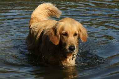 Badetag Sheeba im Wasser