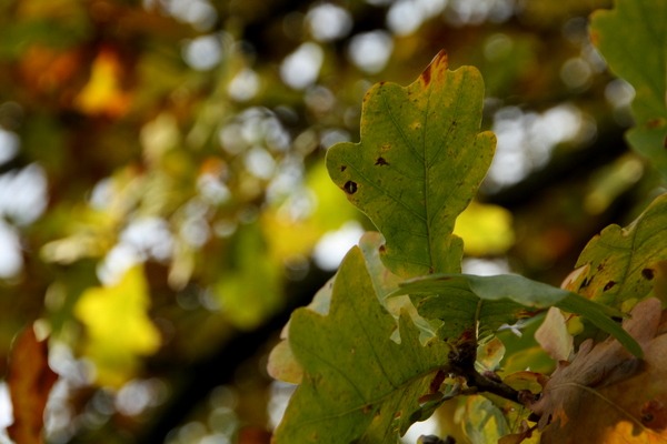 Eiche