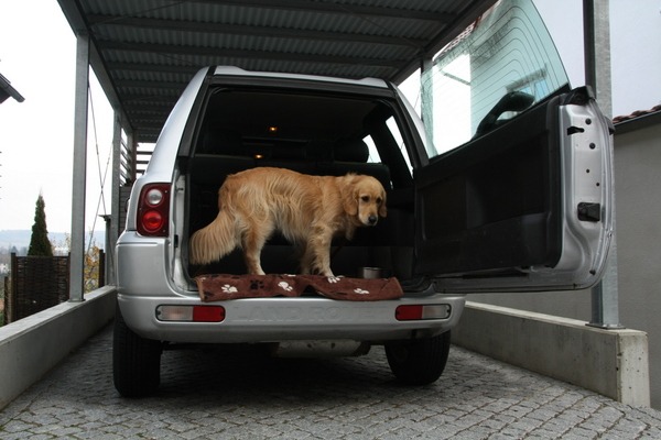 bald beste Freunde? Landrover Freelander Hund