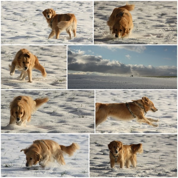 Retriever im Schnee