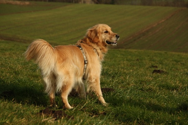 Retriever