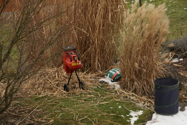 Miscanthus