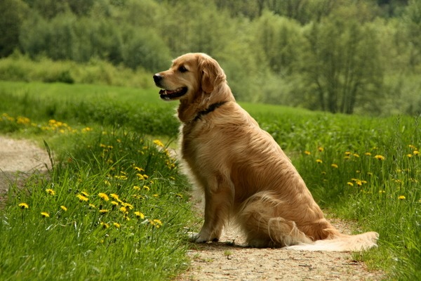 Sheeba
