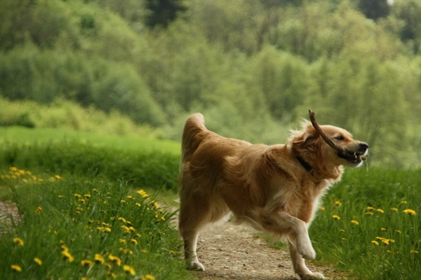 Sheeba