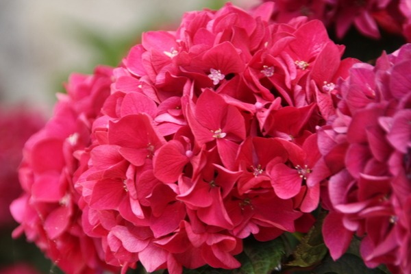 Hortensie