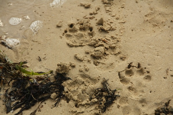 am Strand von Plouharnel
