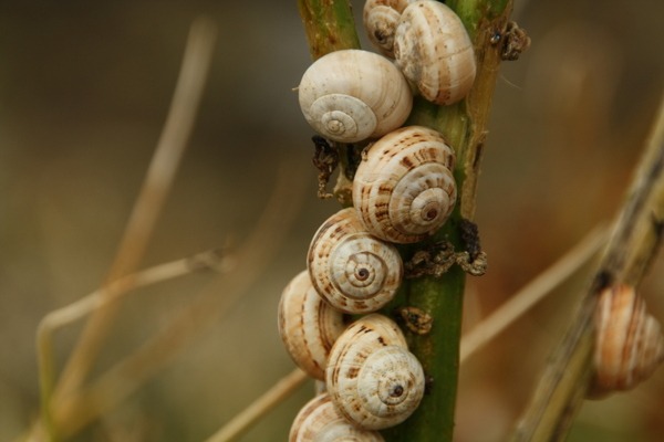 Schneckenhäuser