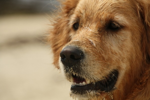 Retriever