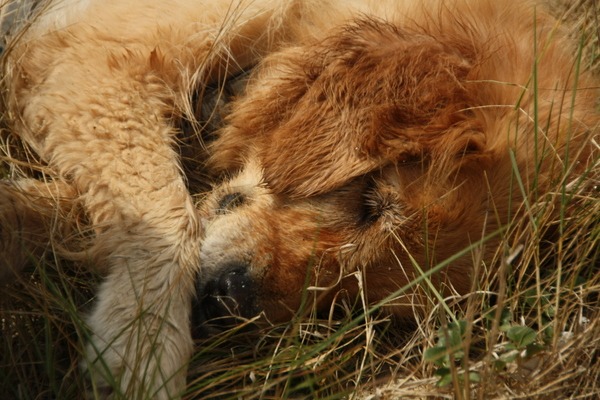 Retriever