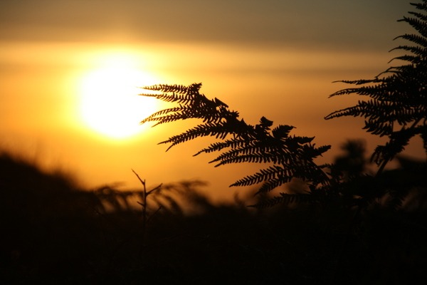 Farn, Sonnenuntergang - Bretagne