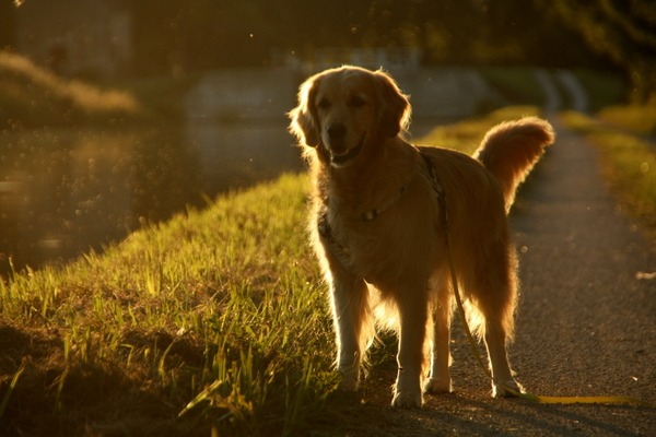 Spaziergang bei Sonnenuntergang