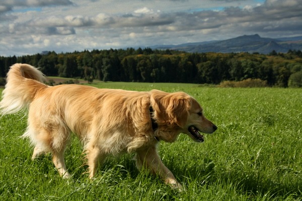 Retriever