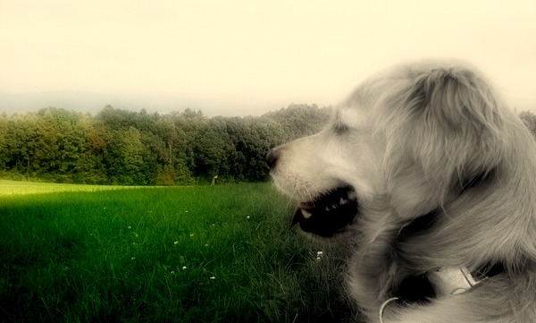 Retriever Sheeba