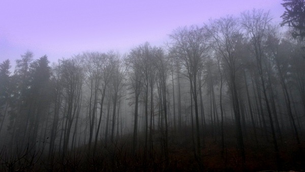 Wald hinter dem bc