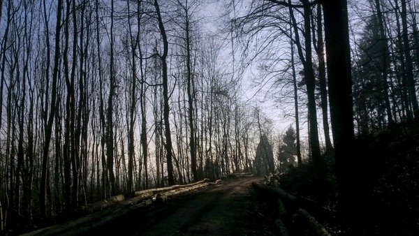 Morgenrunde durch den Wald