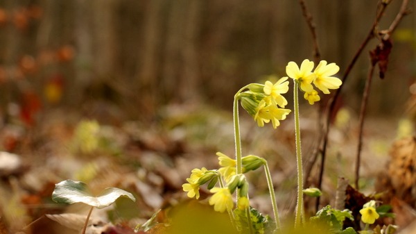 Schlüsselblumen