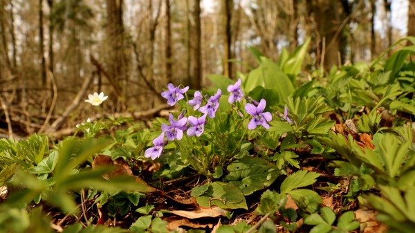 Frühling