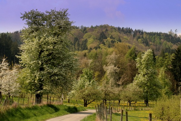 Steuobst
