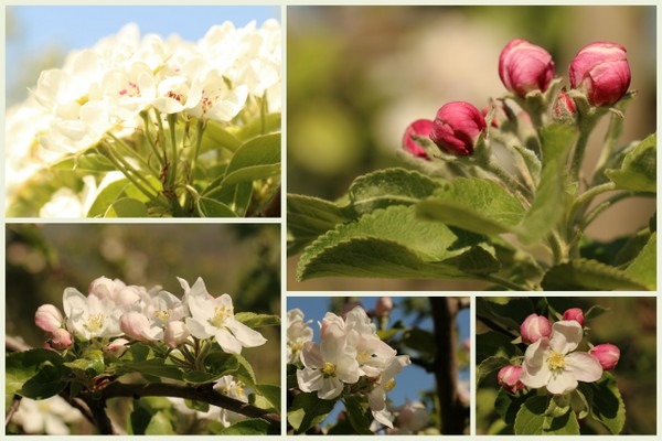 Apfelblüten