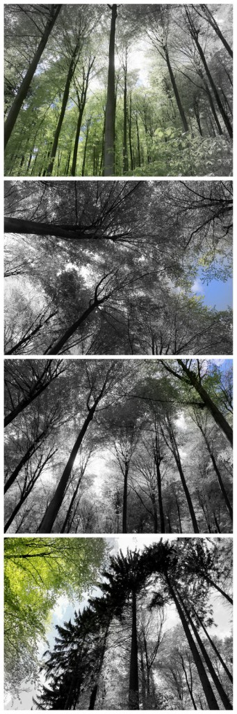 Frühling im Wald