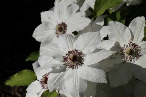 Clematis